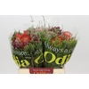 BQ Nutans 3 Flower