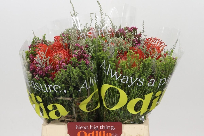 <h4>BQ Nutans 3 Flower</h4>