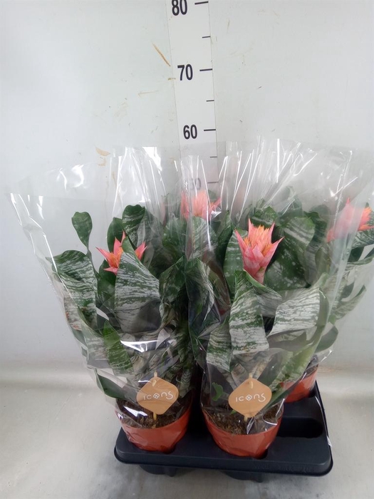 <h4>Aechmea   ...</h4>