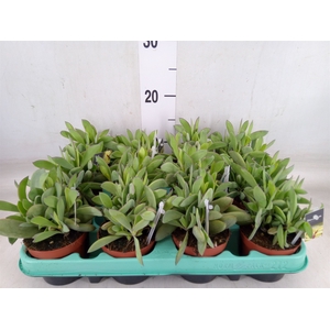 Senecio crassissimus