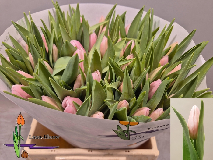 <h4>TU EN GABRIELLA</h4>