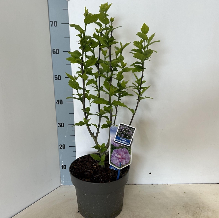 <h4>Hibiscus syriacus Lavender Chiffon</h4>