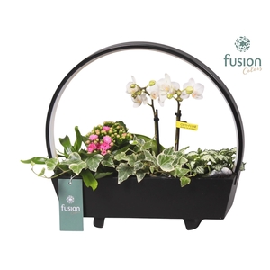 Lamp LED boog hout met Arrangement