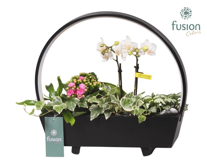 <h4>Lamp LED boog hout met Arrangement</h4>