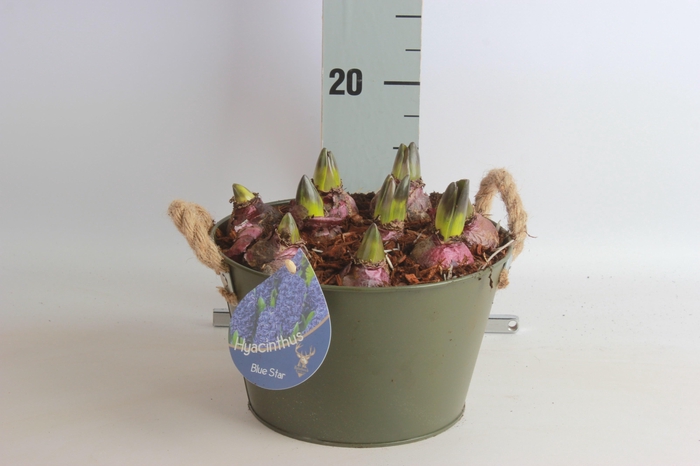 <h4>ARR HYACINTH</h4>