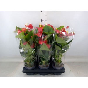 Anthurium andr. 'Bambino Red'