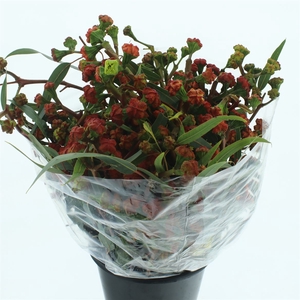 Euca Cardinale 500gr