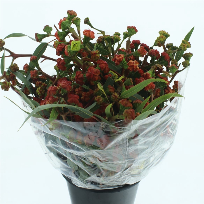 <h4>Euca Cardinale 500gr</h4>