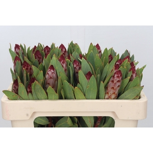 Protea Robijn