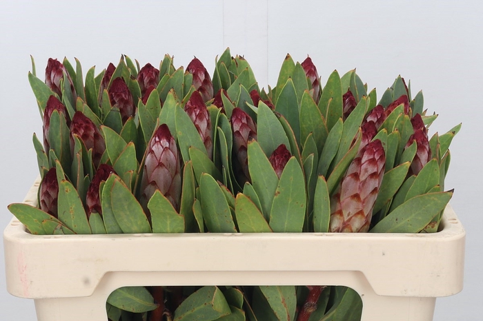 <h4>Protea Robijn</h4>
