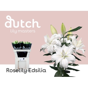 LI. OR DU RL EDSILIA 3+