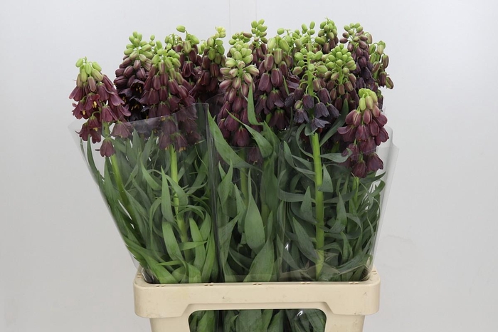 <h4>Fritillaria Persica</h4>