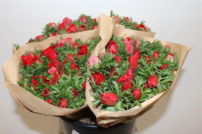 <h4>Anem Marianne Red</h4>