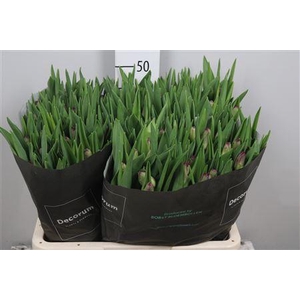 Tu Fr Purple Crystal