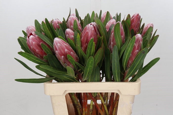 <h4>Protea Pink Ice</h4>