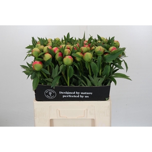 Paeonia Coral Charm