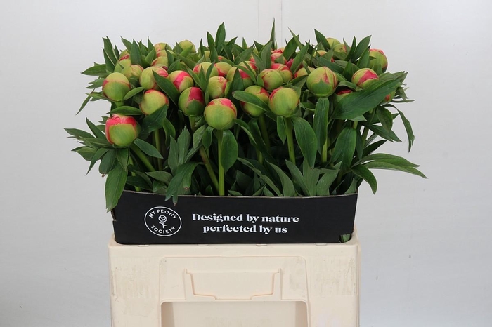 <h4>Paeonia Coral Charm</h4>