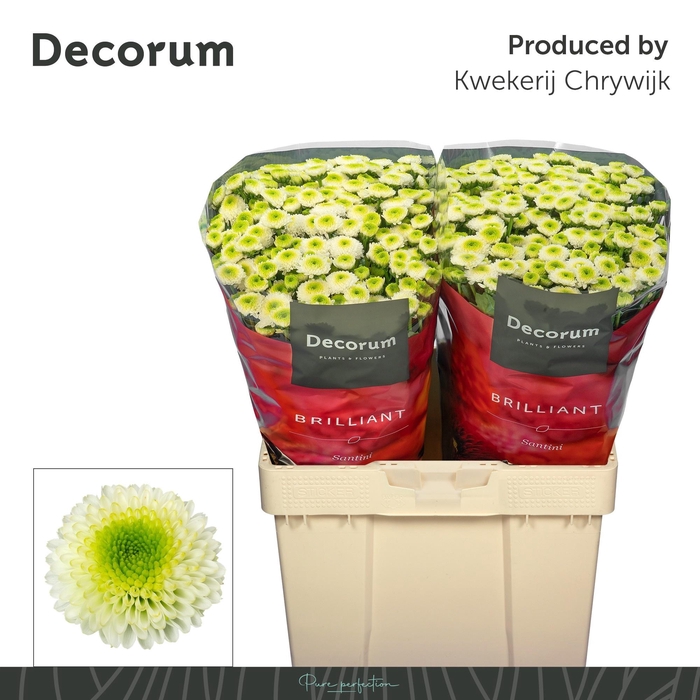 <h4>CHR S MAVERICK WHITE</h4>