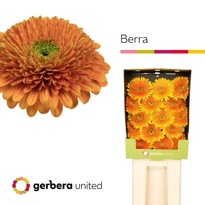 <h4>Gerbera Pomponi Berra Diamond</h4>