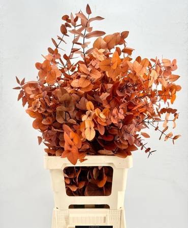 Euc. Cinerea Preserved Orange