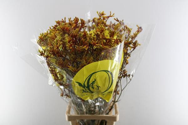 <h4>Anigoz Orange Velvet</h4>