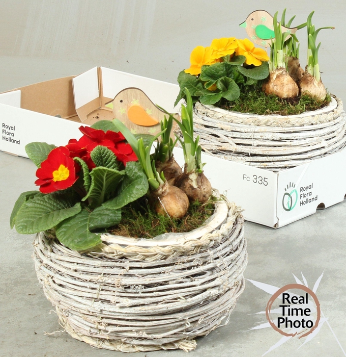 <h4>ARR TUINPLANTEN</h4>