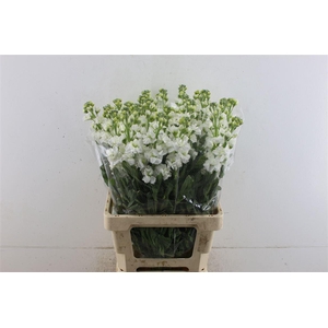 Matth Iron White 60cm