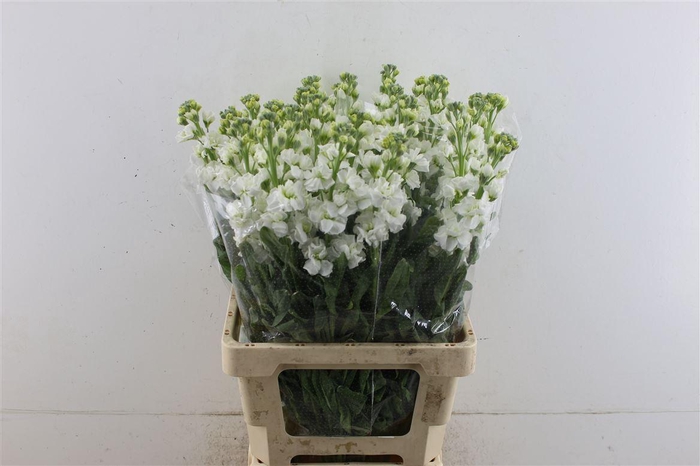 <h4>Matth Iron White 60cm</h4>