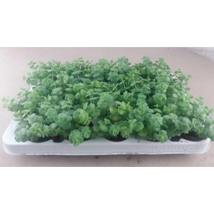 Sedum Sieboldii