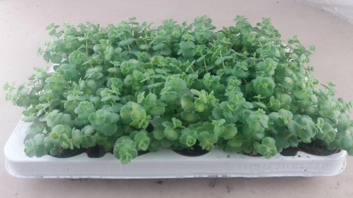 <h4>Sedum Sieboldii</h4>