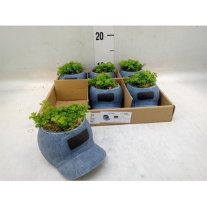 Arr.   Kamerplant Groen L%