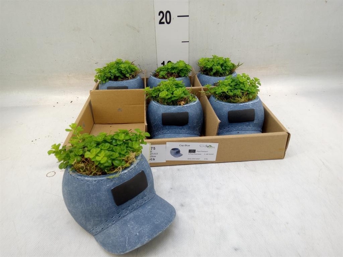 <h4>Arr. Kamerplant Groen L%</h4>