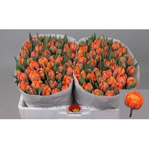 TU DU ORANGE PRINCES