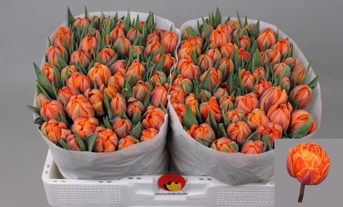 <h4>TU DU ORANGE PRINCES</h4>