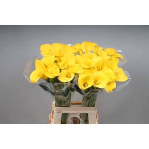 Zantedeschia gold cup
