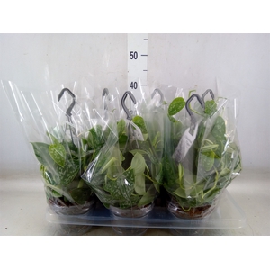 Scindapsus pictus 'Argyraeus'