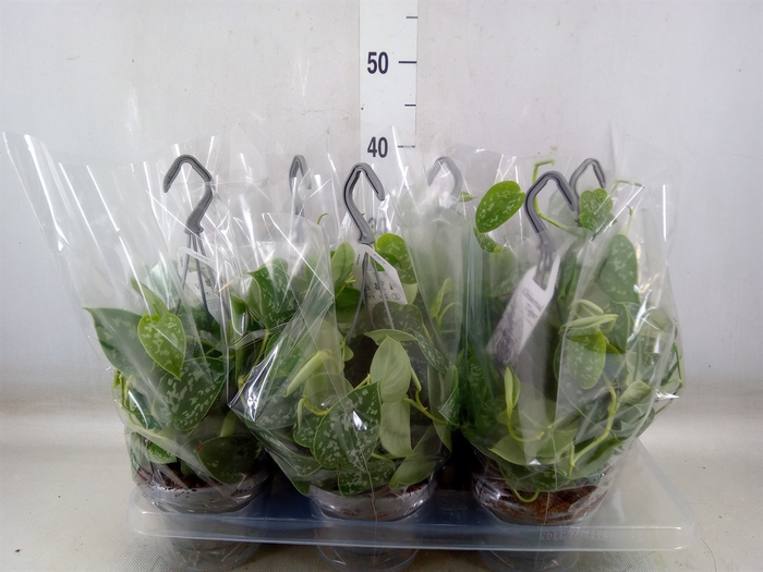 <h4>Scindapsus pictus 'Argyraeus'</h4>