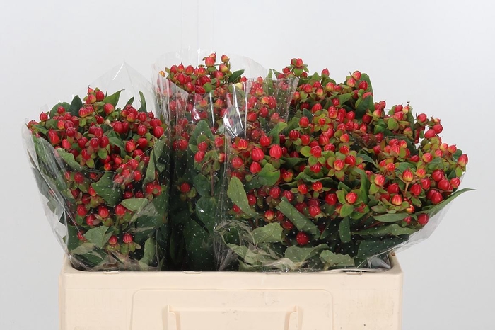 <h4>Hyp Mag Triumph</h4>