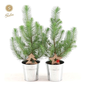 Pinus pinea 'Silver Crest' P10,5 in Zinc Old-Look + Deco - Tree/Star