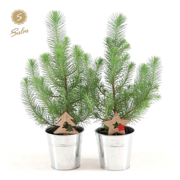 <h4>Pinus pinea 'Silver Crest' P10,5 in Zinc Old-Look + Deco - Tree/Star</h4>