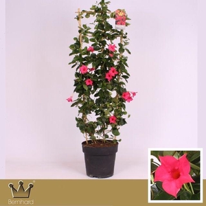 Sundaville P27 Rek Classic Pink