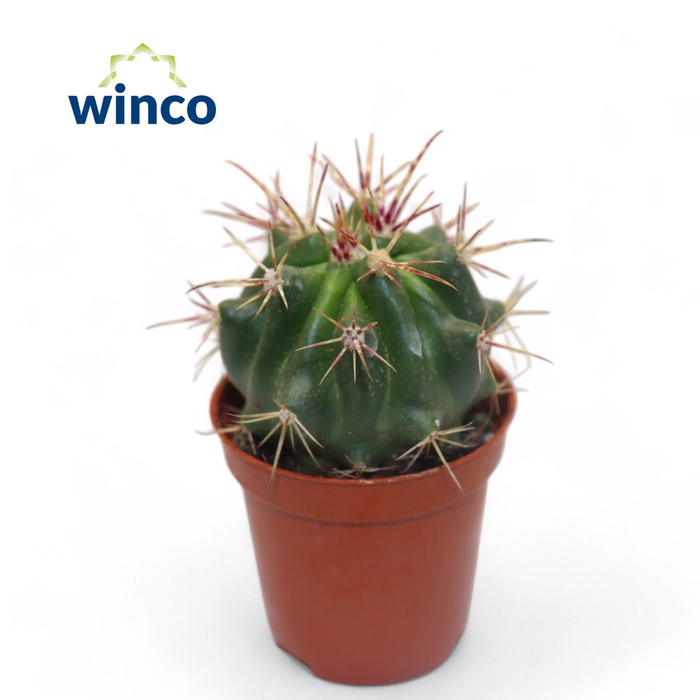 <h4>Ferocactus Stainessi</h4>