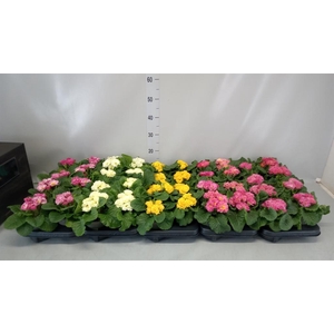 Primula ac. 'Elodie'