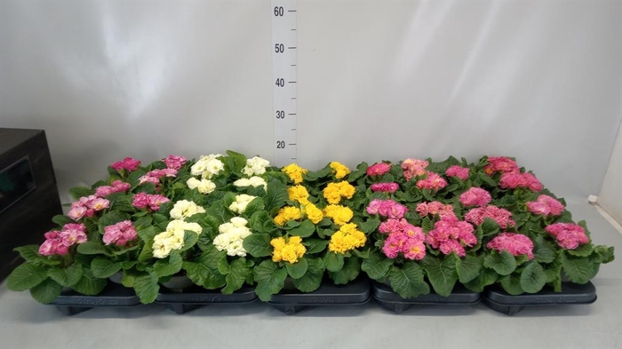 <h4>Primula ac. 'Elodie'</h4>