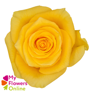 R Gr Momentum Yellow 50cm EC