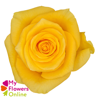 <h4>R Gr Momentum Yellow 50cm EC</h4>