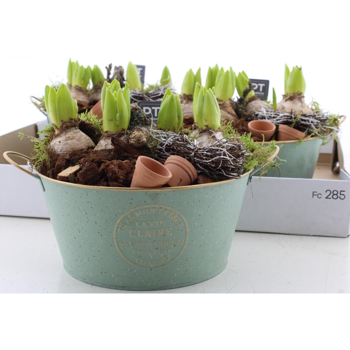 <h4>ARR HYACINTH</h4>