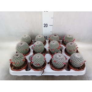 Mammillaria albata var. sanciro
