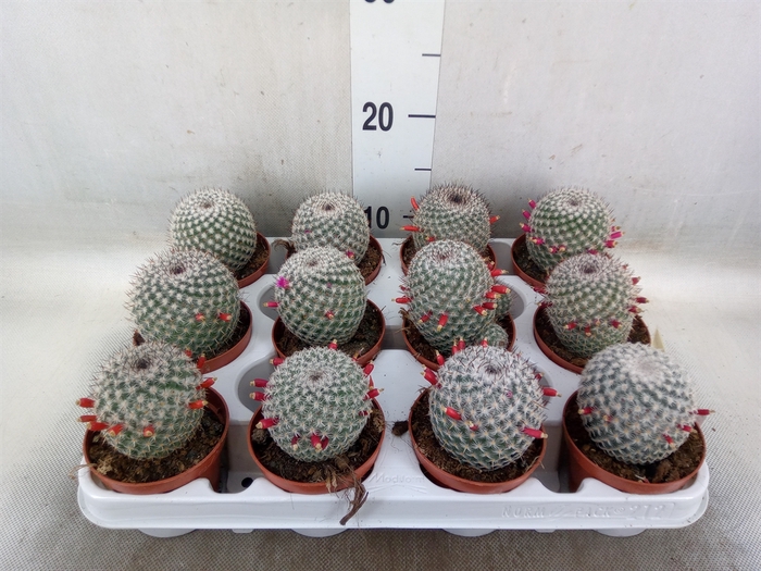 <h4>Mammillaria albata var. sanciro</h4>
