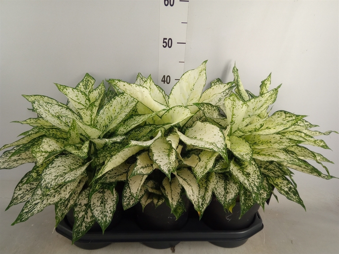 <h4>Aglaonema  'White Kiwi'</h4>